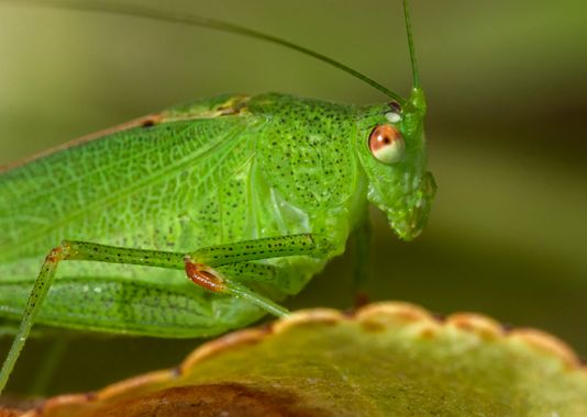Juanfra.1791 en Hamelin: Fauna  (Santa Fe de Mondújar), Phaneroptera Serville, 1831
