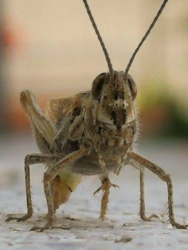 Creandoaficiones en Hamelin: Fauna, Saltamontes