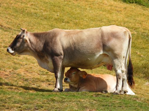 Georginaag en Hamelin: Fauna  (Queralbs), #fauna 