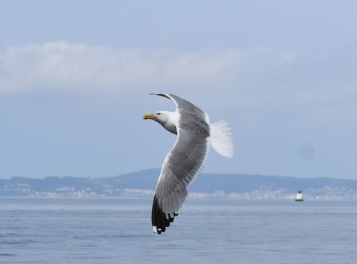 Solerantonio2 en Hamelin: Fauna  (Vigo), Larus michahellis J.F.Naumann, 1840, Gaviota