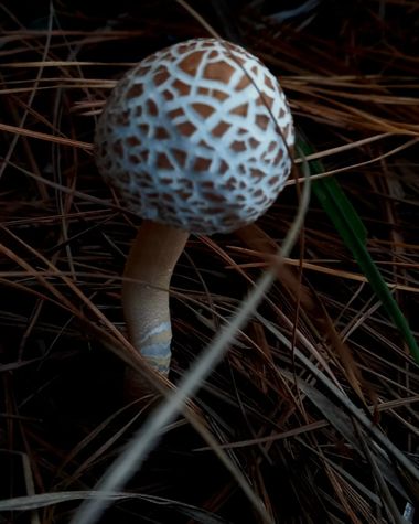 Lilita en Hamelin: Observación, Leucoagaricus americanus es un hongo del género Leucoagaricus, originario de América del Norte.​ Fue descrito por primera ...