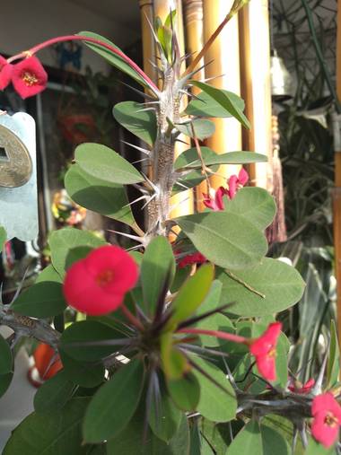 GrachuV. en Hamelin: Flora, Jardín de invierno,sol,flores,plantas🍀🌺🇦🇷