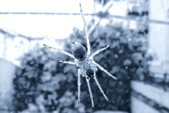 XᵢₓₐWₕᵢₜₑ en Hamelin: Fauna  (Barakaldo), #Aracneae #monochrome 