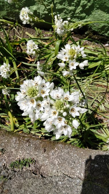 Solerantonio2 en Hamelin: Flora  (Rúa Barrio Laxe do Pan), Ornithogalum thyrsoides, Planta