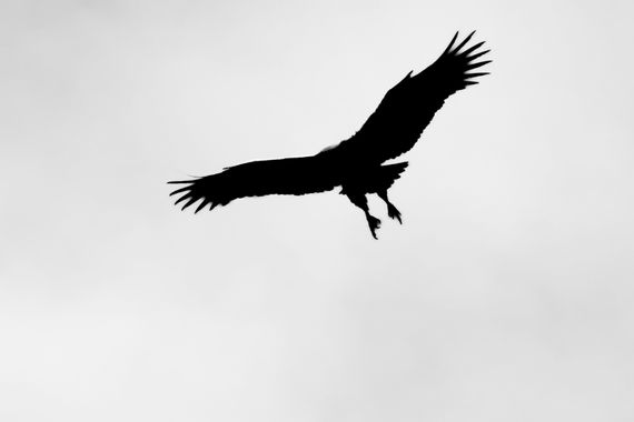 Eritz.cortazar en Hamelin: Fauna  (Fuentelisendo), hoy traigo una foto diferente de un buitre leonado
.
.
.
 #aves