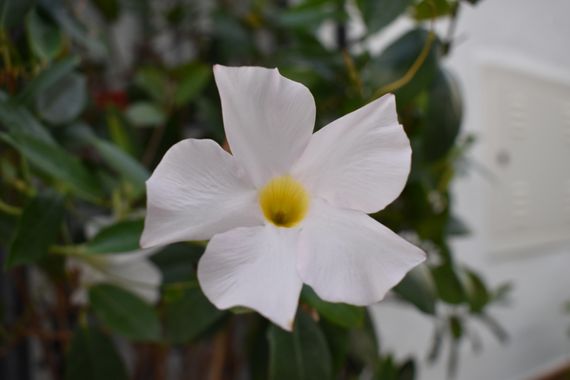 Solerantonio2 en Hamelin: Flora  (Almería), Mandevilla laxa, Planta