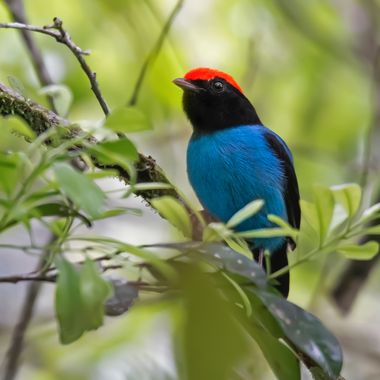 Ignicapillus en Hamelin: Fauna  (Iporanga), Chiroxiphia caudata (Shaw, 1793), Saltarín azul

Los saltarines son aves cuyos machos bailan, para atraer a las...