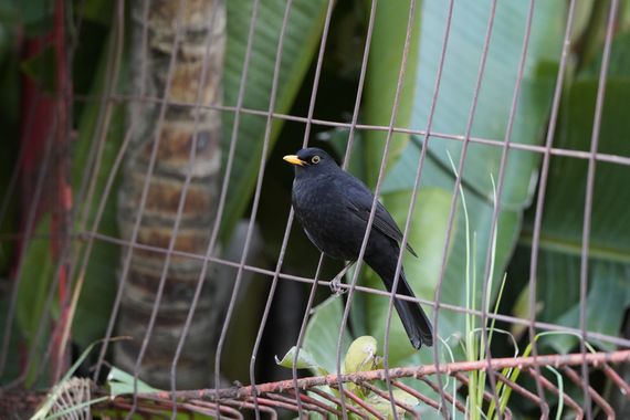 Kikojimenez1977 en Hamelin: Fauna, Turdus merula Linnaeus, 1758, #mirlocomún 