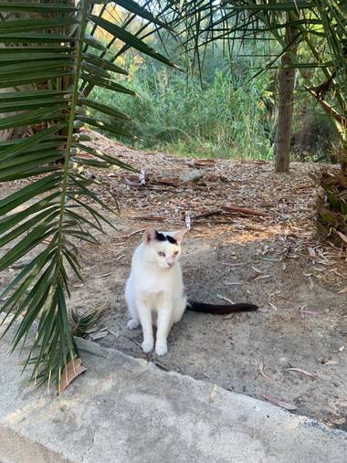 carogv1995 en Hamelin: Fauna  (Archena), #gatosalvaje #fauna