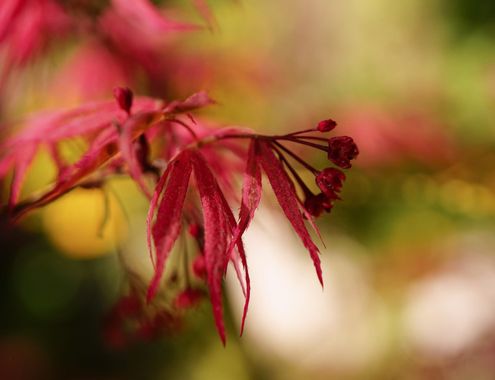 rqsalcedo en Hamelin: Flora  (Madrid), Acer palmatum, #arcejapones 