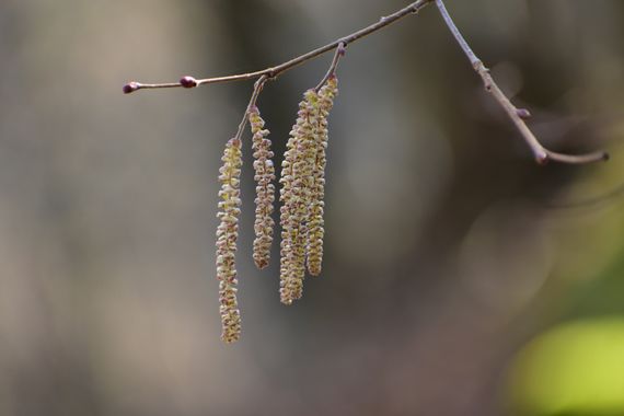 Mirilla Natural en Hamelin: Flora  (Villablino), Corylus avellana, Las flores masculinas de los ablanos ya están listas para liberar el polen