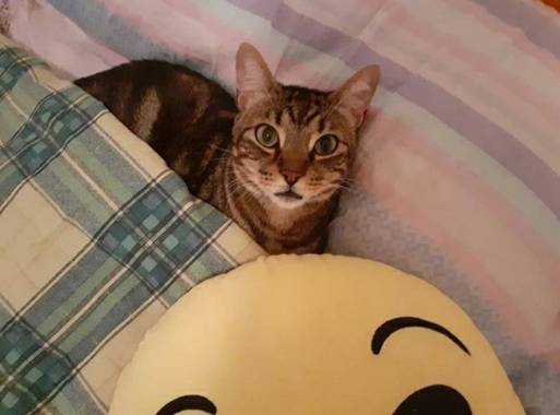 Mila Machuca en Hamelin: Fauna, #Gato #Cat