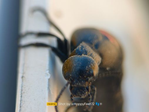HappyFeet72 en Hamelin: Fauna, Es un tipo de escarabajo de los más grandes de Europa. Se le suele llamar aceitera común aunque su nombre y apellidos es Be...