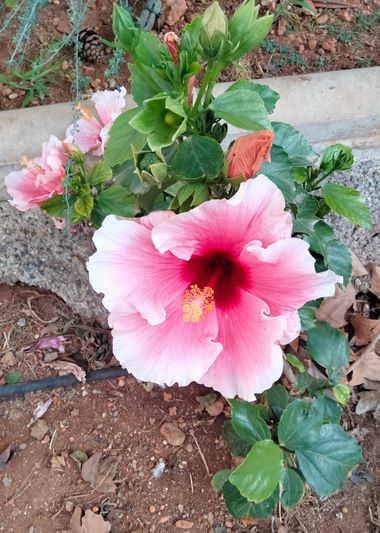 Solerantonio2 en Hamelin: Flora  (Almeria), Planta