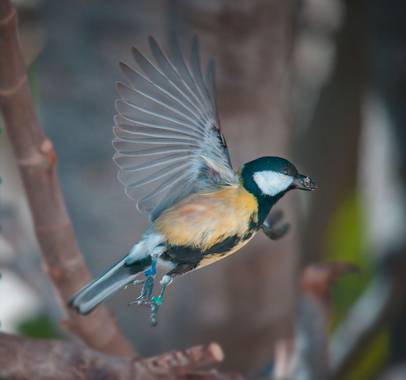 Felicia.sabater en Hamelin: Fauna  (Badalona), Parus major Linnaeus, 1758, #ocellsdecatalunya #pajaritos 