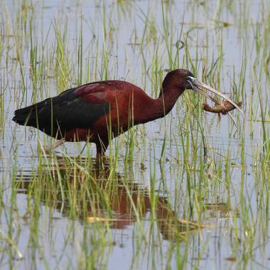 Georginaag en Hamelin: Fauna  (Cruïlles Monells i Sant Sadurní), Plegadis falcinellus (Linnaeus, 1766), #fauna #aves #aus #birds 