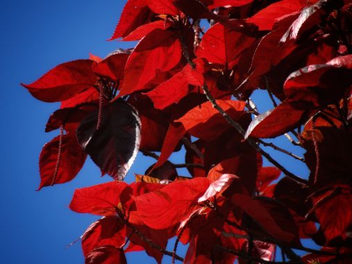 Marcos Valero Espinal  en Hamelin: Flora  (Caracas), #plants #arbustos #flower