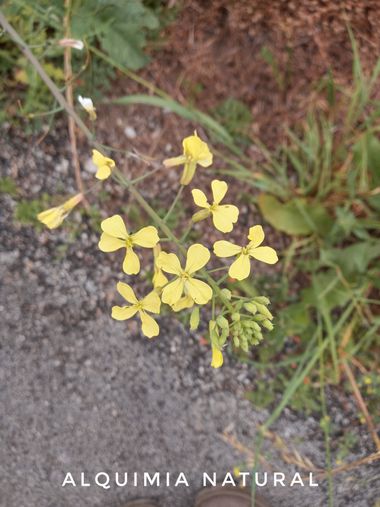 Alquimia Natural en Hamelin: Flora  (Marina de Cudeyo), Raphanus raphanistrum, #primavera2022 

#cumplehamelin 