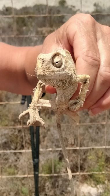 Solerantonio2 en Hamelin: Fauna  (Níjar), Reptil