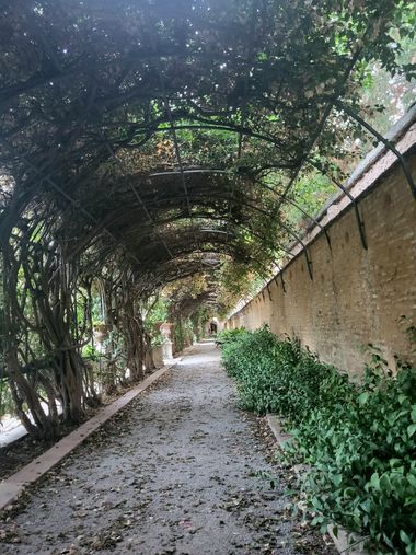 Visan1987 en Hamelin: Flora, #plantas #enredaderas #valencia 
