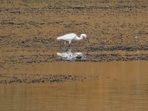 fabiola en Hamelin: Fauna  (Oliva de la Frontera), Egretta garzetta (Linnaeus, 1766), #pantano