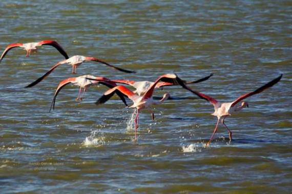 Logarma en Hamelin: Fauna  (Sant Jaume d'Enveja), Phoenicopterus roseus Pallas, 1811, #Aves21