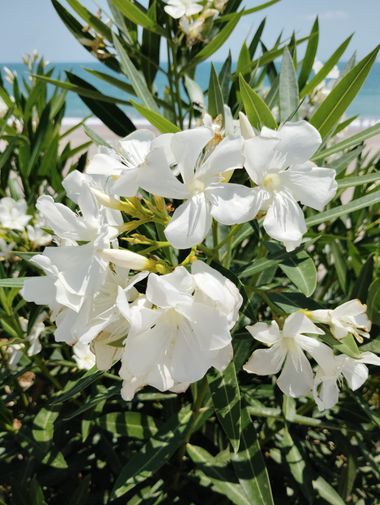 Solerantonio2 en Hamelin: Flora  (Carboneras), Nerium oleander, Planta