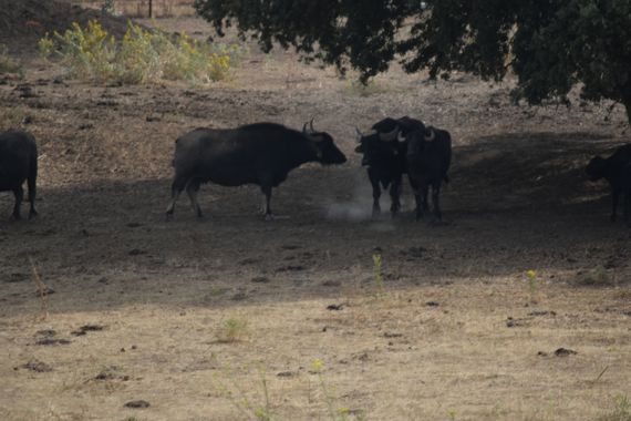 Solerantonio2 en Hamelin: Fauna  (El Campozano), Bufalos
