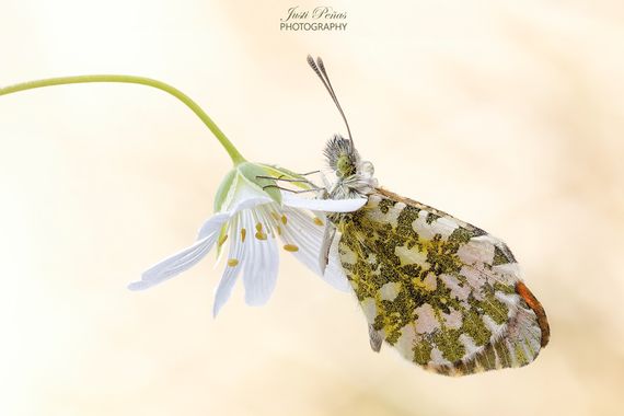 Justi en Hamelin: Fauna  (Sant Celoni), Regalos de primavera !!!
#apfb 
