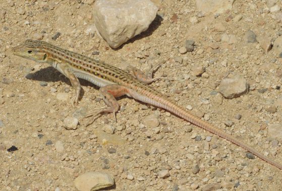 Solerantonio2 en Hamelin: Fauna  (Níjar), Reptil
