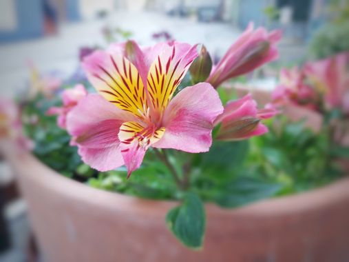 Mpinfante en Hamelin: Flora, # Amancay dorado
# Peruvian Lily / Lily of the Incas
Especie característica del bosque andino patagónico, en el Sur de Chile,...