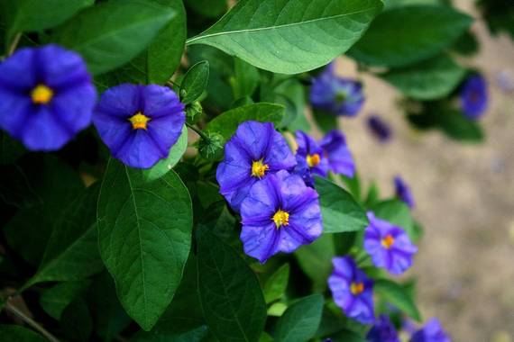 Elemai en Hamelin: Flora, Lycianthes rantonnetii, #otoño #otoño2020#solanum rantonnetti #dulcámara #lycianthesrantonnetii #arbusto #floresvioletas

