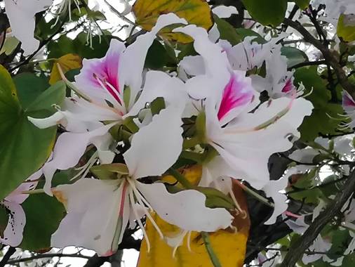Tamaralorenamunoz en Hamelin: Flora  (Benalmádena), #flora21 #andalucia #malaga