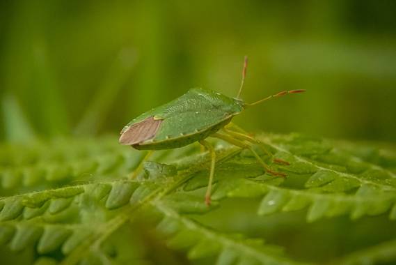 Eritz.cortazar en Hamelin: Fauna  (Bilbao), Palomena prasina (Linnaeus, 1761), Chinche de escudo verde 🐞

 Como su nombre sugiere tiene forma de escudo.Al...