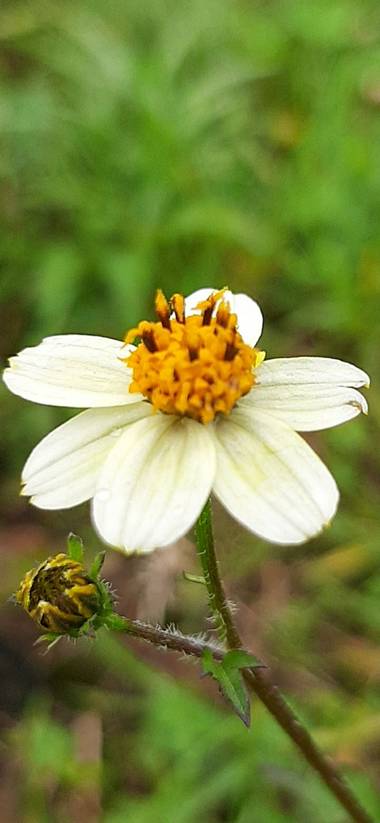 Ivancaicedo11 en Hamelin: Flora  (Bogotá, D.C.), #pequeña flor 