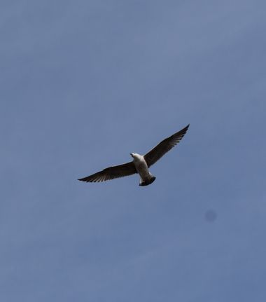 Solerantonio2 en Hamelin: Fauna  (Almería), Gaviota