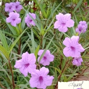 Nadiakarinaolivares en Hamelin: Flora  (Barranquilla), Beautifull flower 
# #arbustos #flower#verano #rain #violetflower #barranquilla #colombia #cumpleham...