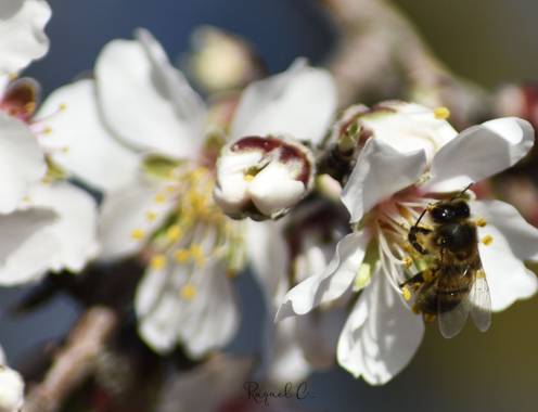 Rakel.536 en Hamelin: Flora, Naturaleza 🐝🌸