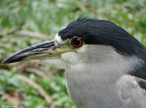 Marcos Valero Espinal  en Hamelin: Fauna  (Caracas), Nycticorax nycticorax (Linnaeus, 1758), #aves21 