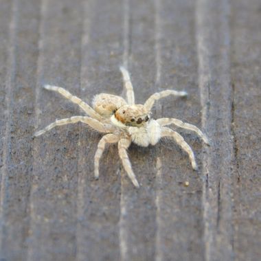 Javi Baron  en Hamelin: Fauna, Menemerus semilimbatus (Hahn, 1829), #araña #salticidae #invertebrados #macrofotografia #macro 