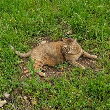 S.- en Hamelin: Fauna  (Puçol), #MiMaus 

#Gatita #MiIndia #MiJardín #CercaDeMi #GatasQueSonFamilia #MeAcompaña #Amor #Love #Fotógrafa #Fotografía2021 