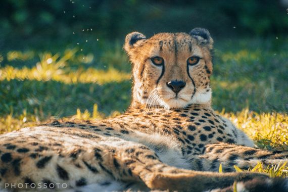 PHOTOSSOTO en Hamelin: Fauna  (Estepona), El mamífero terrestre más veloz del planeta
El guepardo vive en pequeños grupos o ej solitario. Los grupos están ...