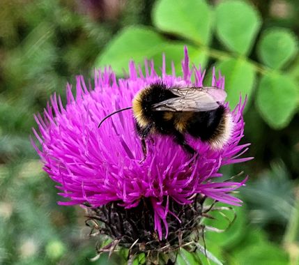 Msanchezvasco en Hamelin: Fauna  (Lladorre), 
Los abejorros (género Bombus) son himenópteros de la familia Apidae. Son insectos robustos, con el cuerpo rec...