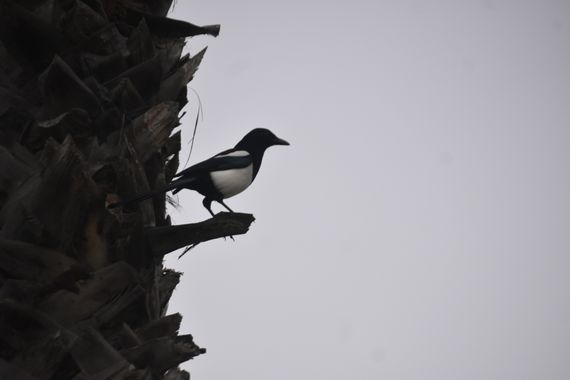 Solerantonio2 en Hamelin: Fauna  (El Rompido), Pica pica (Linnaeus, 1758), Ave