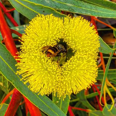 Miguel Beneyto en Hamelin: Flora  (Barcelona), #polinizacion #abejas #barcelona #miguelbeneyto
