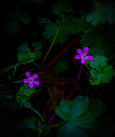 carolasantin4 en Hamelin: Flora  (Los Marines), Geranium lucidum, #flower #plants #geranium 