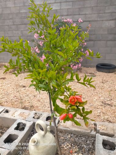 Ifree120874 en Hamelin: Flora, Punica granatum, #rurales #rural #agua
