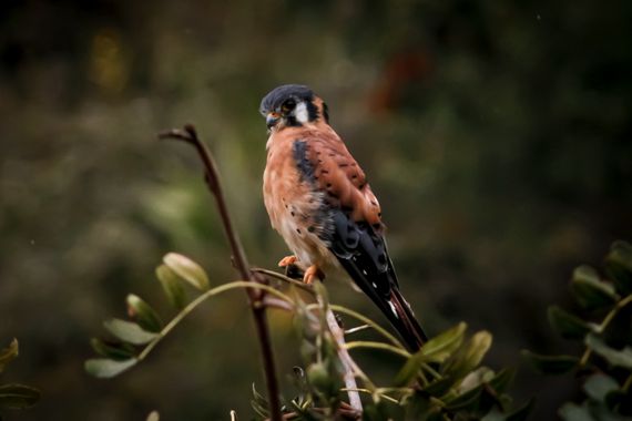 Franciss RNR  en Hamelin: Fauna  (Pimampiro), Falco sparverius, #fauna #falconidae 