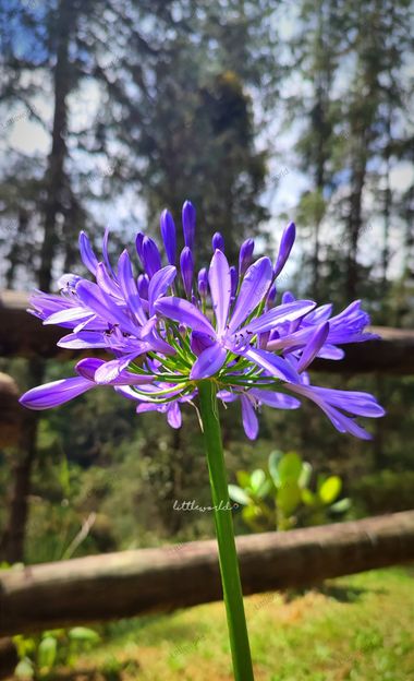 littleworld28 en Hamelin: Flora  (Medellín), Agapanthus umbellatus, En flor #floralphotography #flora #flora2021 #flores 