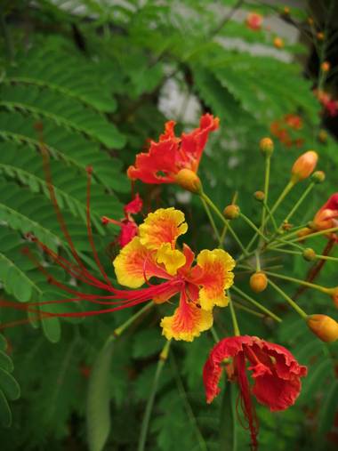 Yecoxl en Hamelin: Flora  (Sincelejo), Caesalpinia pulcherrima, Volviendo 